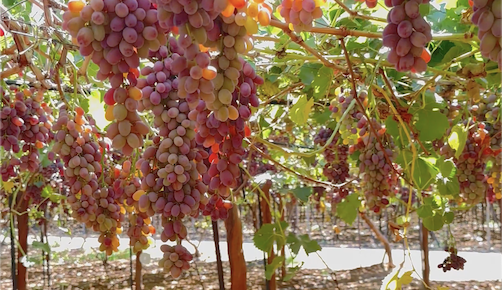 مشروع كروم العنب: حلاوة التميز