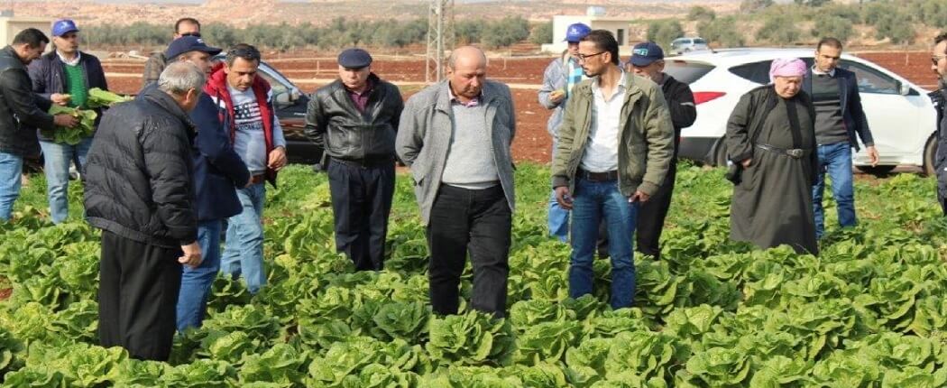 يوم حقلي على صنفي زهرة وايت اليس وخس زرق في محافظة حماه – كفربو