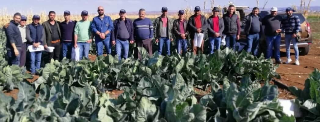 لقاء موزعين ومزارعين في محطة تجارب الخضار في السويداء حول صنف زهرة فيرارا وتقييم بعض اصناف الصليبيات.