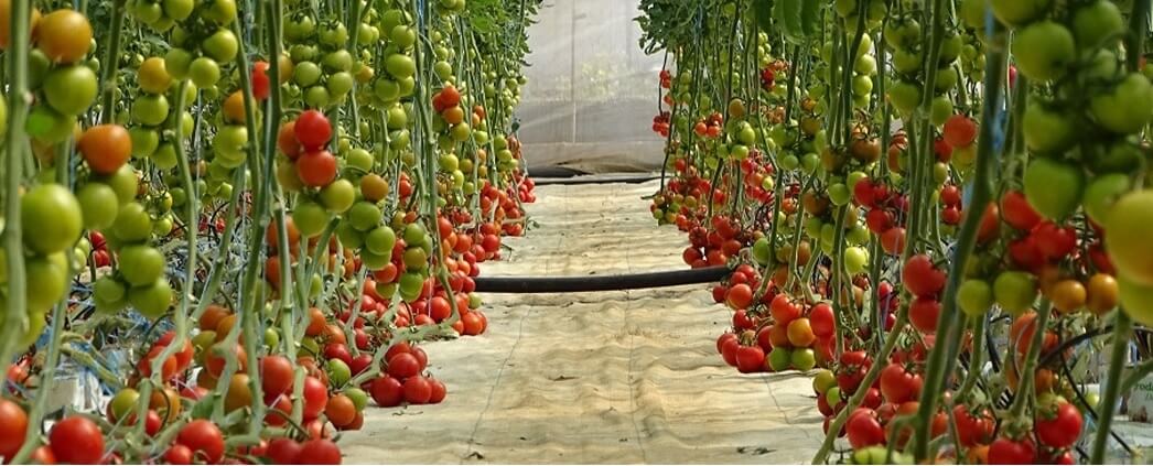 ﻳﻮم ﺣﻘﻠﻲ ﻓﻲ ﻣﺤﻄﺔ ﺗﺠﺎرب اﻟﺮﻣﺎل