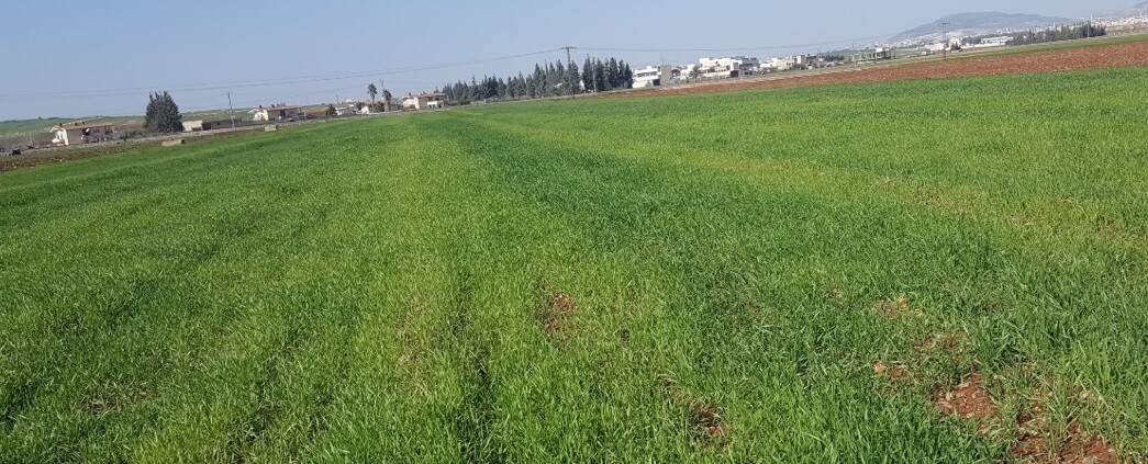 تجربة معاملة القمح في حماة