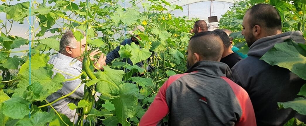 يوم حقلي مصغّر لمزارعي الخيار في منطقة دكيكة