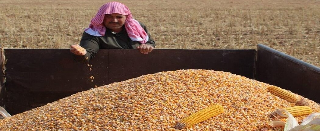 يوم حقلي لصنفي الذرة جيمسون و AGN717