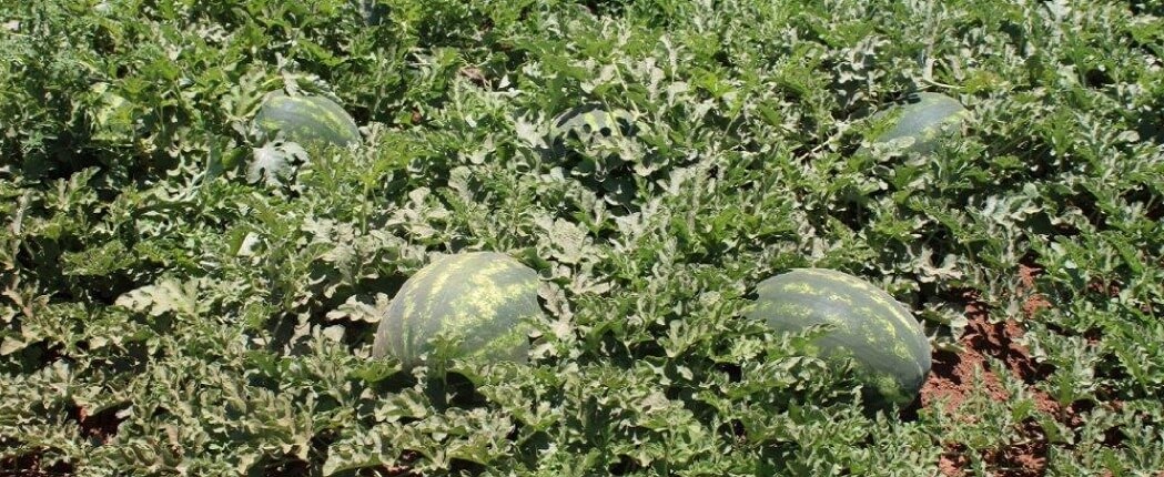 جولة حقلية في منطقة درعا