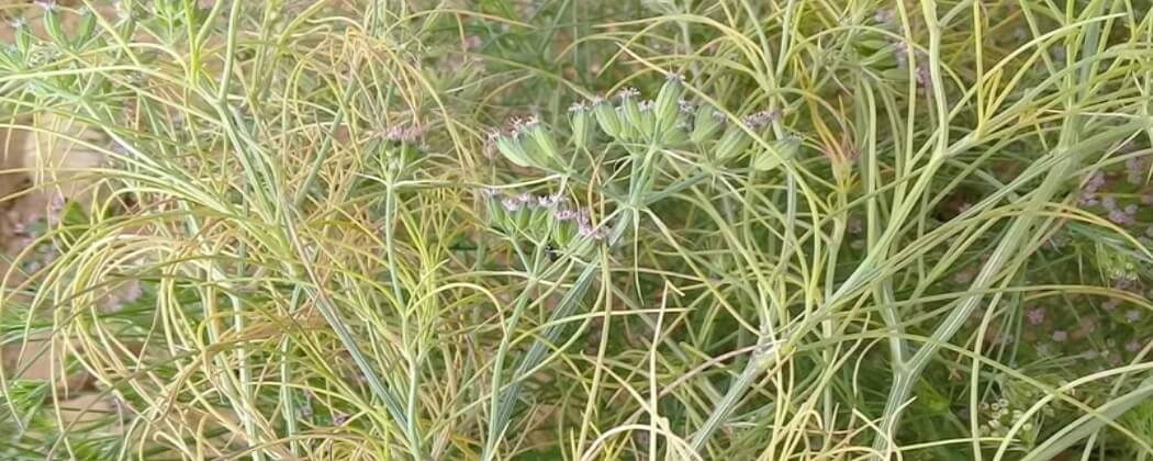 الأفات الزراعية تفتك بالمحاصيل الطبية