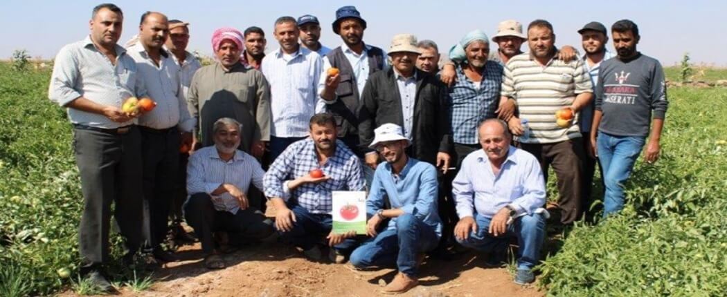 يوم حقلي على بندورة رنا