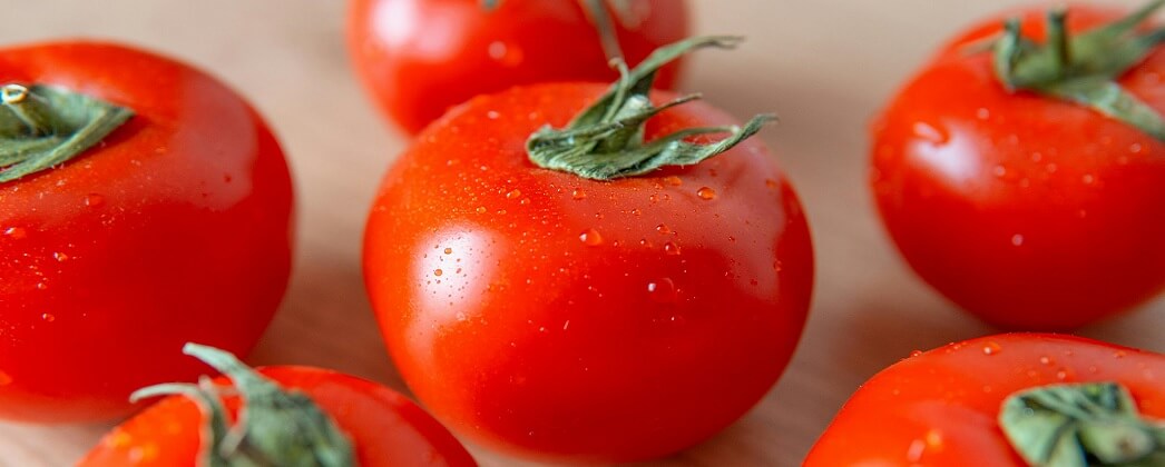 بندورة صنف SV8320