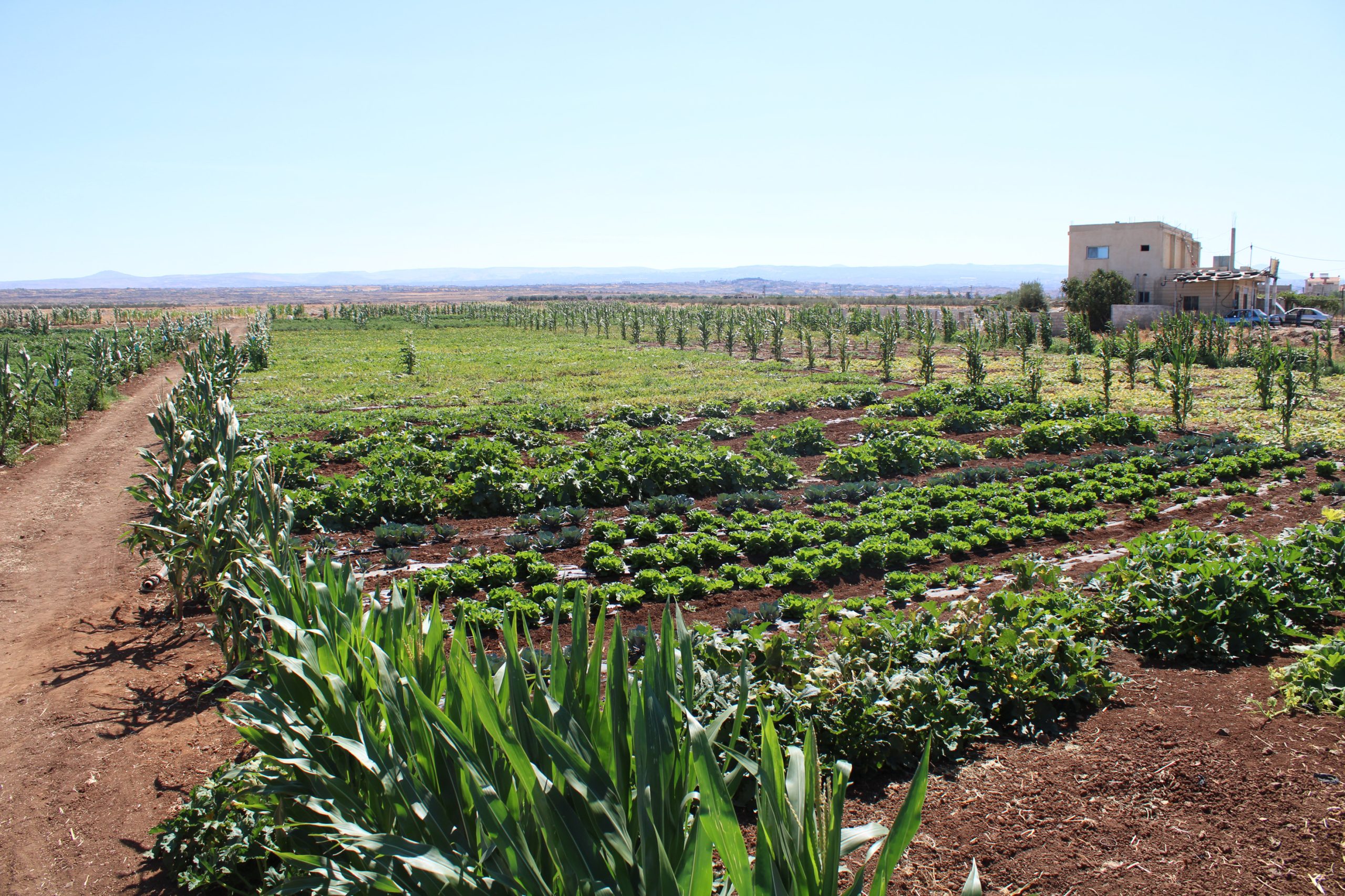 يوم حقلي على الخضراوات في محطة تجارب الشركة في السويداء