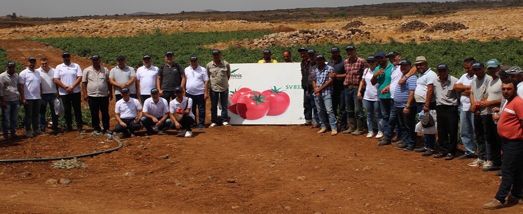 يوم حقلي لصنف البندورة SV 8320