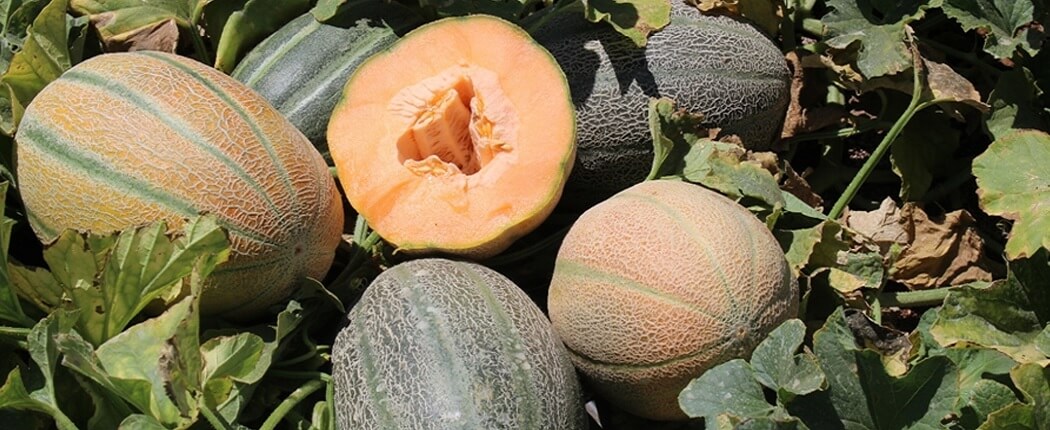 صنف البطيخ الأصفر ساندرا