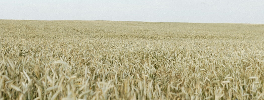 متابعة زراعة الذرة العلفية في منطقة حلب