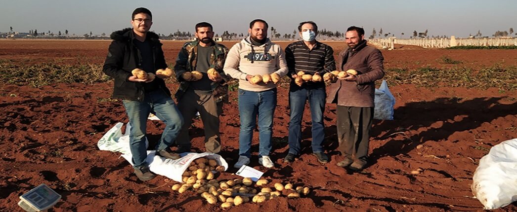 يوم حقلي عن أهمية المواد العضوية على البطاطا