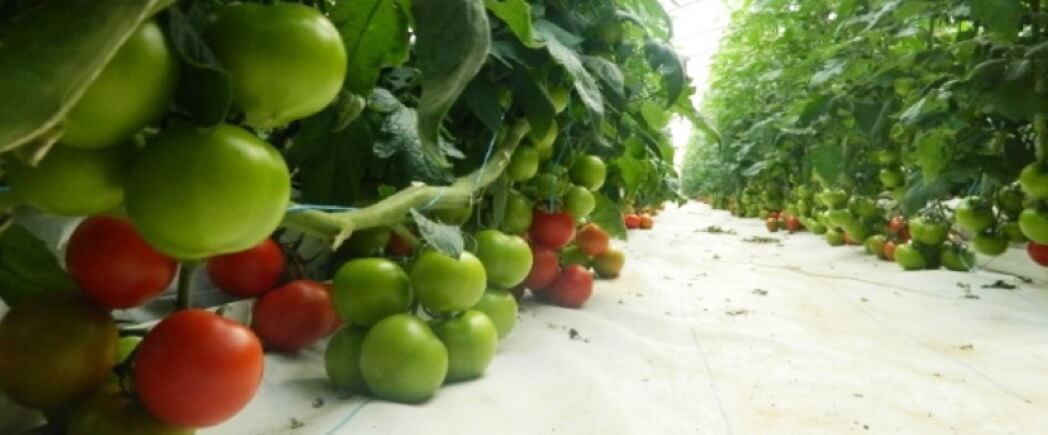 صنف بندورة مندلون