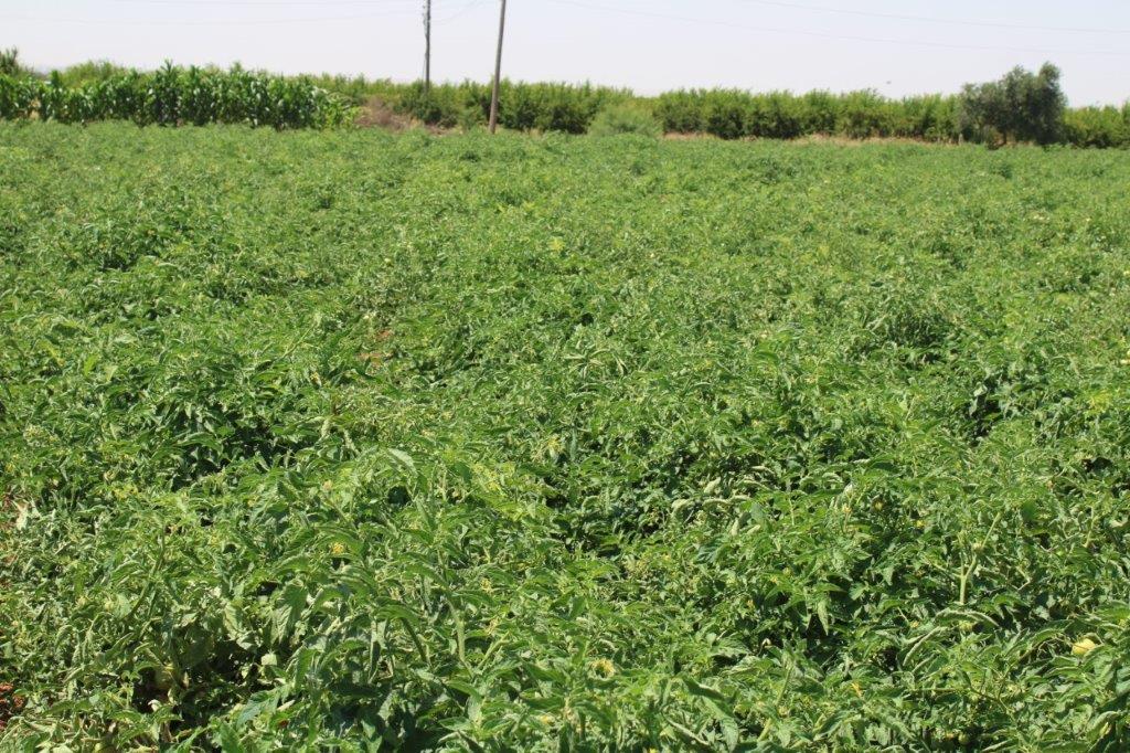 نتائج استثنائية لصنف بندورة SV8320 في درعا والسويداء