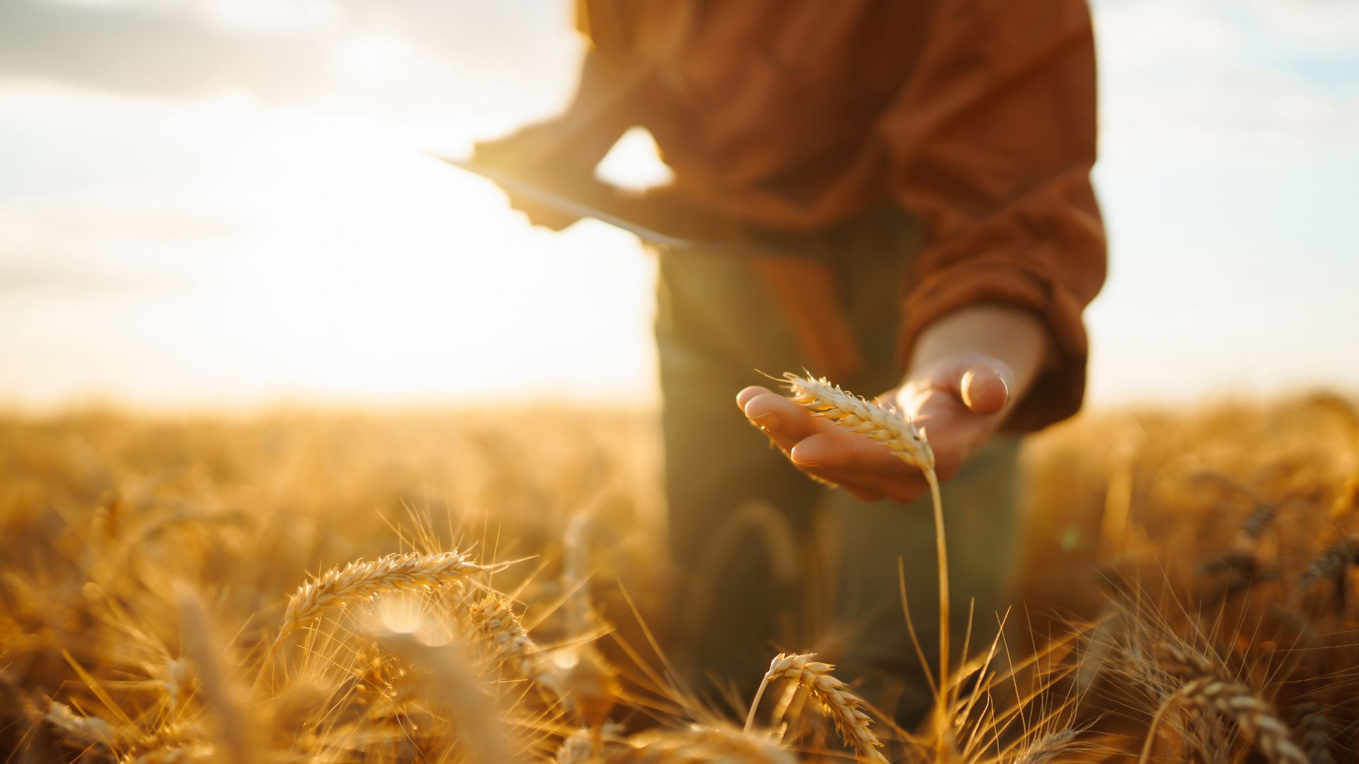 الإدارة المتكاملة للمحاصيل الزراعية (ICM) – الطريق البنّاء نحو زراعة مستدامة